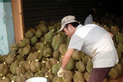  Kinh hãi với sầu riêng nhúng thuốc